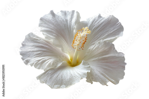 A pristine white hibiscus flower with a bright yellow center