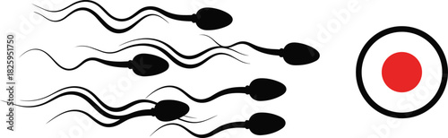 Sperm and egg fertilization concept illustration, reproductive biology graphic, medical education design showing human conception process in simple vector style