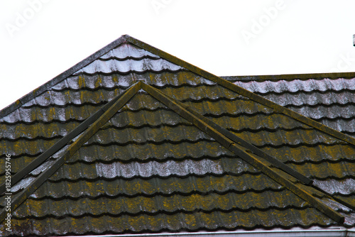 green growth on roof