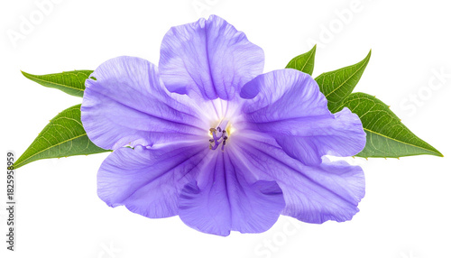 Close-up of a vibrant purple flower with green leaves against a stark black background