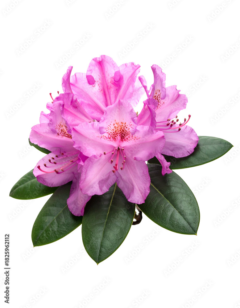 Obraz premium Close-up view of delicate, pink flower petals and dark green leaves with a black background