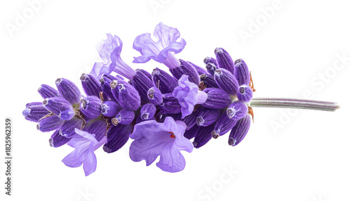 Close-up of a sprig featuring small, purple lavender flowers on a dark background