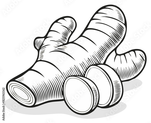 Ginger root and slices illustration in a black and white vintage engraving style