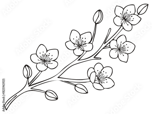 Simple Line Art Illustration of Cherry Blossoms on a Branch with Buds