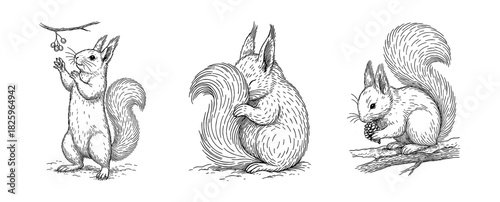 エゾリスの仕草ペン画セット（木ノ実・防寒・松ぼっくり）、Squirrel Gesture Ink Set (Foraging, Warming, Pinecone)