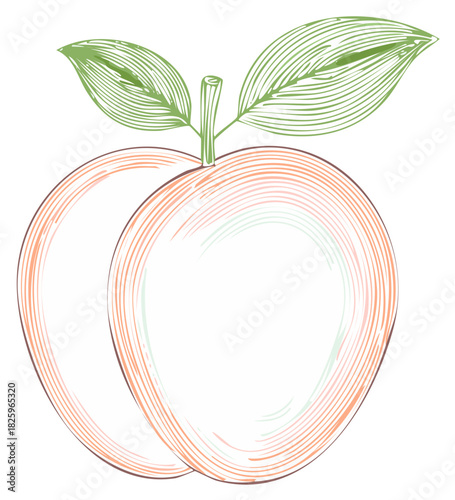 Engraved Peach Drawing with Leaves Illustration, Vintage Style Peach Graphics