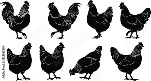 Silhouette illustration set of chickens and roosters in various poses, farm poultry artwork for agriculture, livestock, rural design and animal graphics