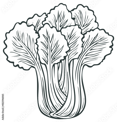 Detailed line art illustration of fresh bok choy a healthy organic vegetable cooking ingredient