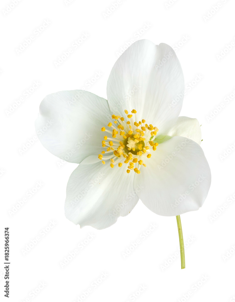 Obraz premium Pristine, isolated bloom showcases delicate petals and vibrant yellow pistils, stem extends