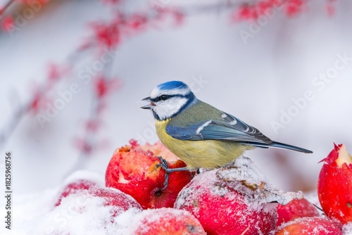 A cute blue tit sits on a  fallen red apple and eats. Winter scene with a cute blue tit. Cyanistes caeruleus