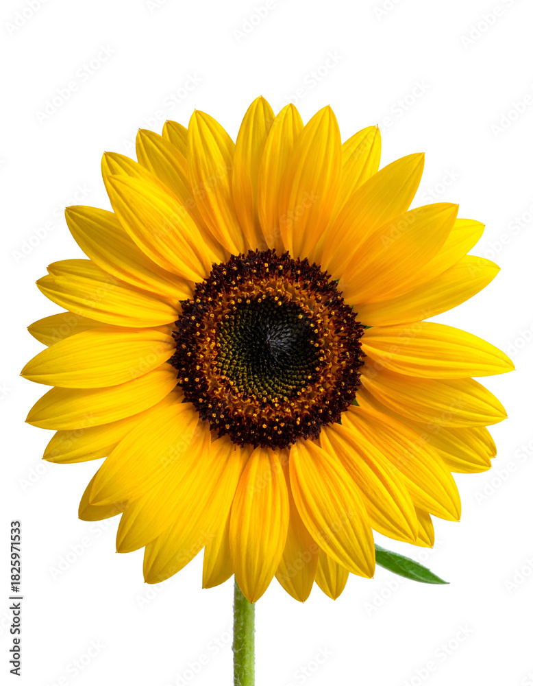 Fototapeta premium Vivid close-up shows a vibrant sunflower with textured petals against a stark black background