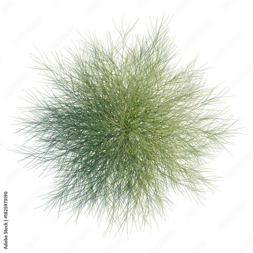 Naklejka premium Casuarina glauca tree plan, top view, cutout, transparent background, isolate, Stunning top view of green desert broom plant for landscape design projects