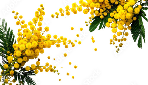 Close-up of delicate yellow blossoms with green leaves, set against a transparent background