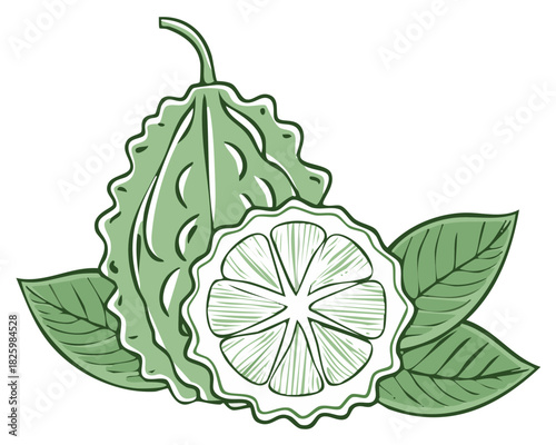 Illustration of fresh bitter melon fruit with leaves and slice.