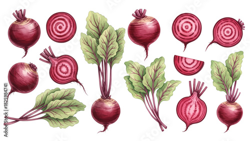 A vibrant collection of watercolor beets, featuring whole beetroots, sliced pieces, leaves, and fresh botanical elements