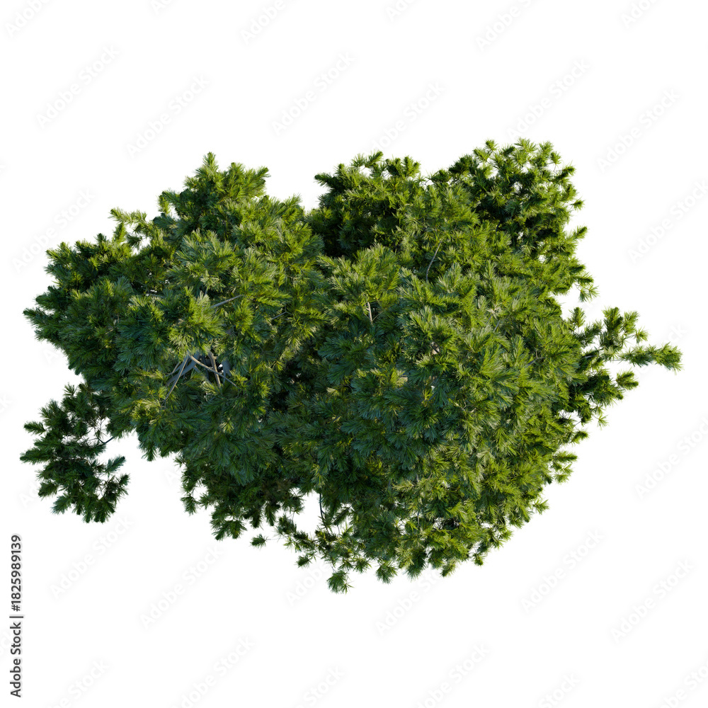 Obraz premium Pinus cembra tree plan, top view, cutout, transparent background, isolate, Lush green tree viewed from above, perfect for landscape design projects