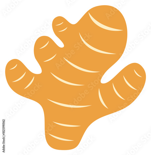 Vector illustration of a ginger root. Isolated on a white background.