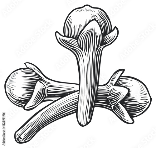 Detailed Engraving of Three Dried Cloves: Spice Ingredient with Woodcut Style Texture