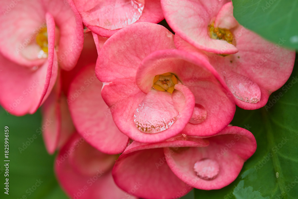 Naklejka premium Drops on pink Euphorbia Milii Desmoul or Crown of Thorns flower