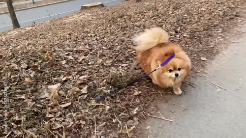 The owner walks his dog on a leash on the street