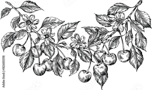 Black and white illustration of cherry branches with fruit and flowers