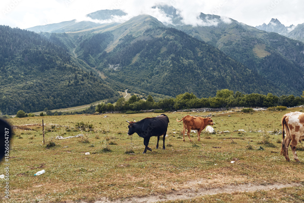 Fototapeta premium Cows grazing in alpine meadow with mountains in background, pastoral pasture scene with rolling hills and rustic landscape, authenticity inclusivity rural livestock.