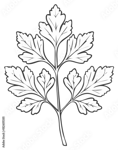 Detailed Parsley Herb Outline Illustration, Culinary Aromatic Leaf Design Element, Kitchen Cooking Ingredient Artwork, Vector Decoration
