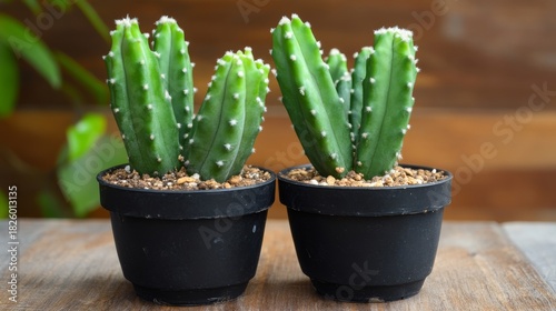 schlumbergera truncata thanksgiving or crab cactus plant growing new leaves