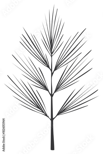 Minimalist dark pine branch illustration with fanned needles on white