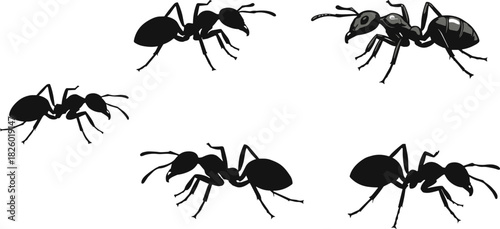 Collection of ant silhouette illustrations showing realistic crawling ants, insect vector designs, wildlife icons, and detailed black arthropod graphics for creative use