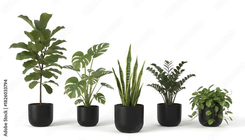 Fototapeta premium green plant in a pot