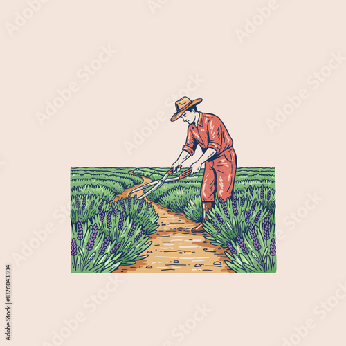 Lavender Harvest Illustration.Farmer Working The Field.Retro Style Gardener.Vintage Lavender Farm.Essential Oil Production