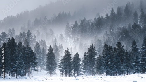 Snow falling on dark pine trees in a misty winter forest landscape image