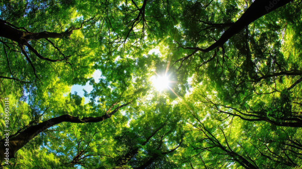 Fototapeta premium Sunlight breaking through the lush green forest canopy, peaceful wilderness landscape