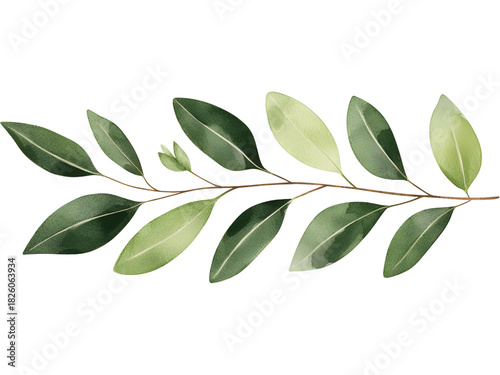 Eucalyptus branch isolated on transparent background. Perfect for eco, botanical, and organic design.