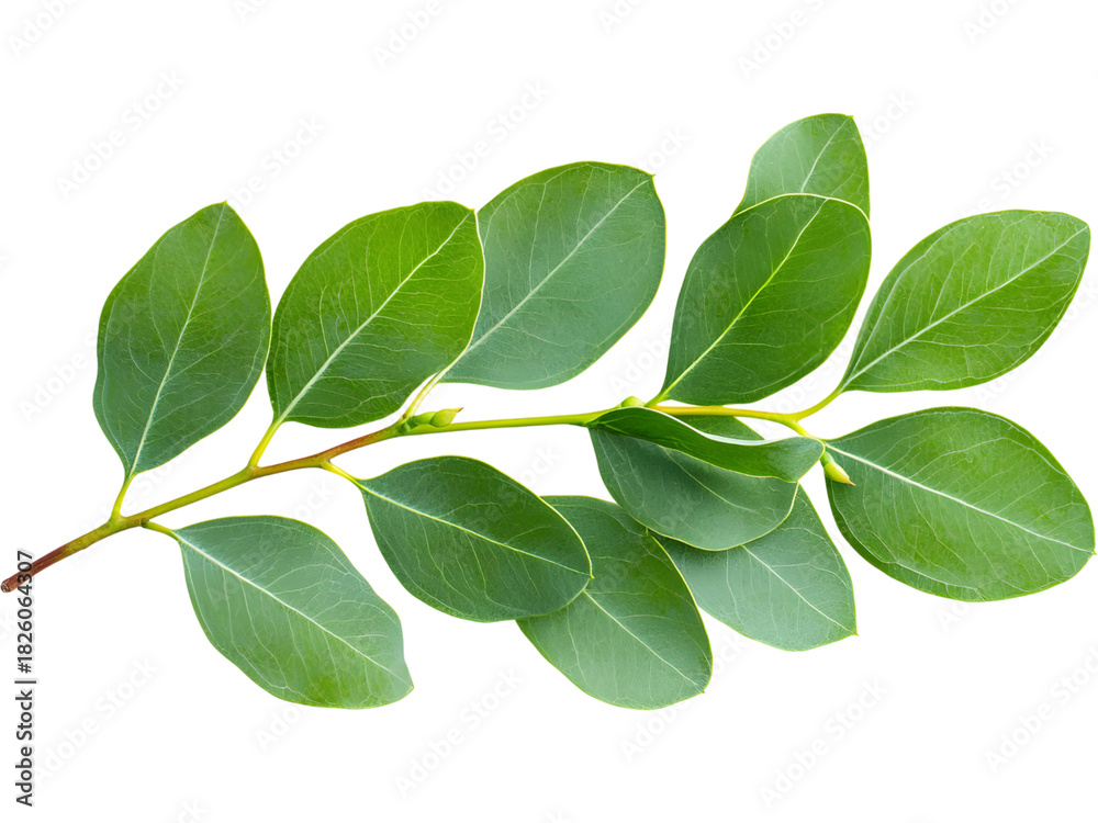 Fototapeta premium Eucalyptus branch isolated on transparent background. Perfect for eco, botanical, and organic design.