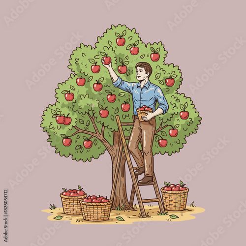 Apple harvest farmer illustration.Man picking fruit on a ladder.Autumn orchard vector graphic.Hand drawn vintage farming scene.Agriculture labor conce
