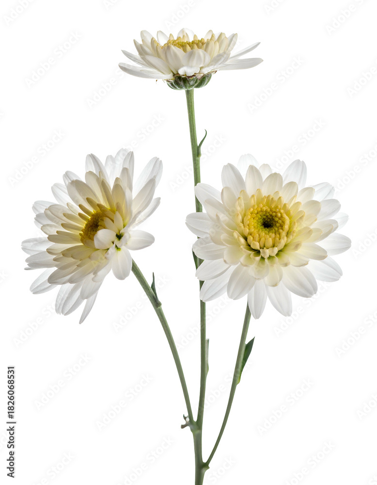 Fototapeta premium Three delicate, white chrysanthemums with yellow centers and green stems, isolated on black