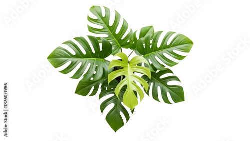 Overhead view of a thriving monstera deliciosa plant with vibrant green leaves against a seamless white backdrop offering a clean minimalistic
