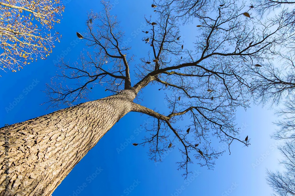 Fototapeta premium Looking Up at a Tall Tree with Bare Branches and Blue Sky