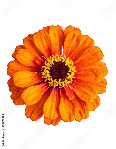 Close-up of a vibrant orange and yellow daisy-like bloom against a stark black background