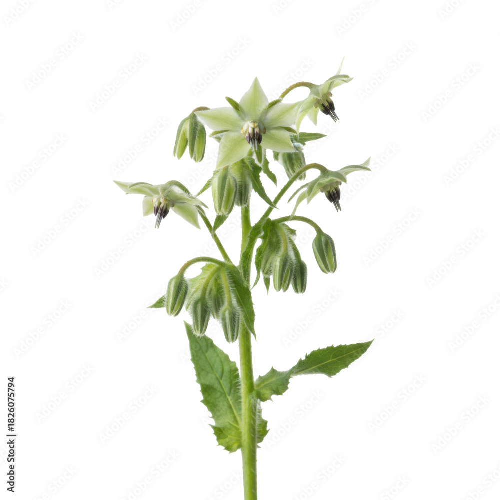 Naklejka premium Delicate Borage Flower with Green Petals and Budding Flowers on Black Background