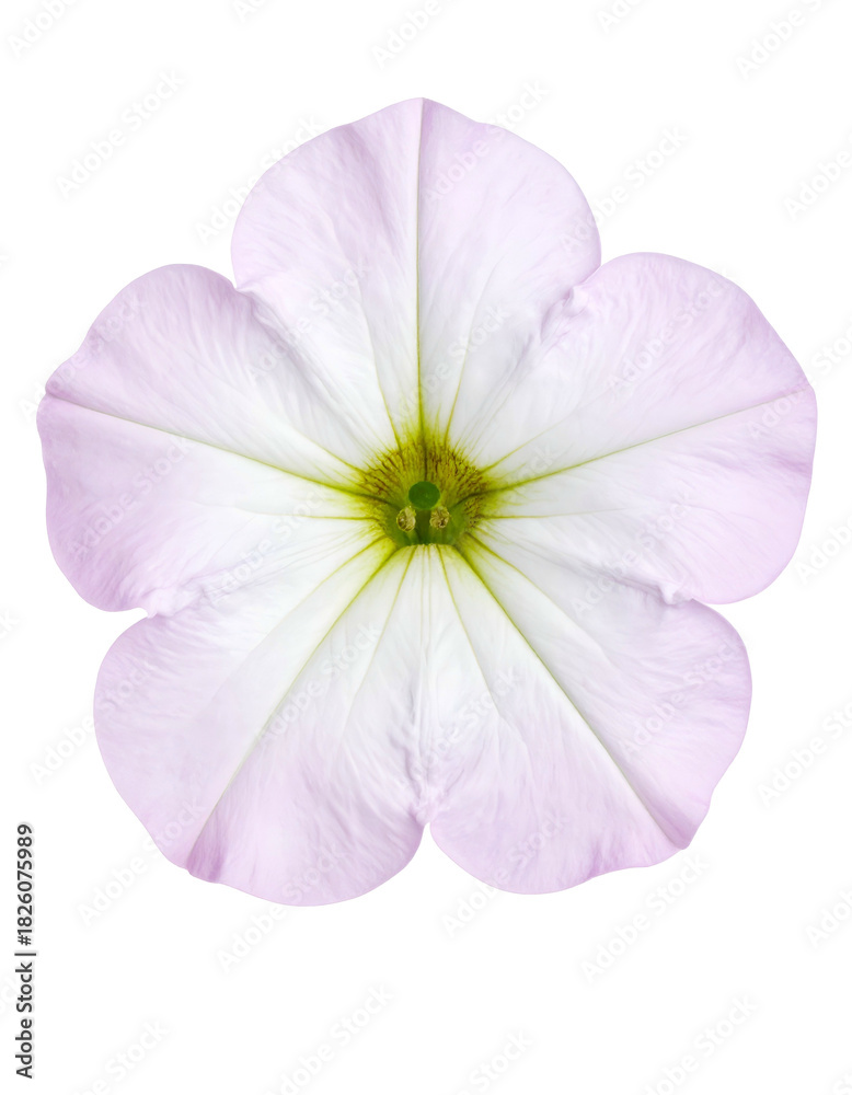 Obraz premium Overhead studio shot of a delicate, five-petaled flower against a stark black background