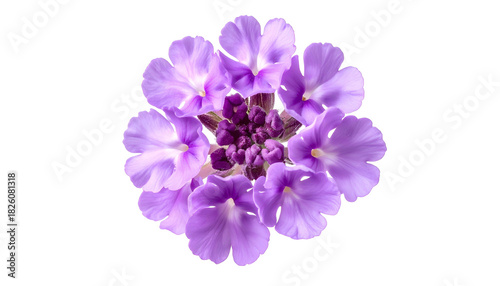 Overhead view of a circular arrangement of a purple flower with delicate petals on black background