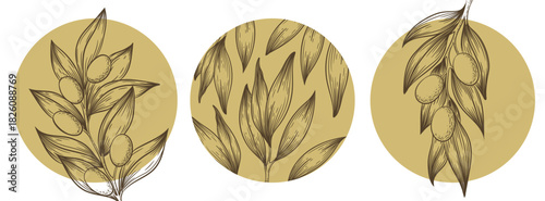 Vector illustration with hand drawn olive branches, leaves, berries, circles isolated on white background. Botanical design for banner, print, card, label, beauty and cosmetic products