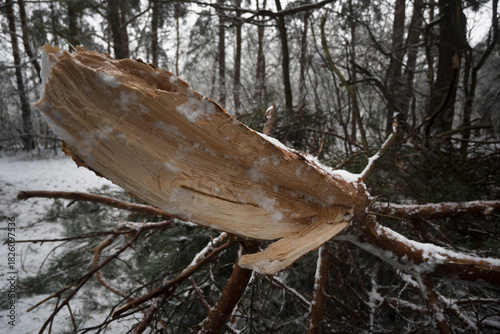 A tree branch broken under the pressure of heavy snow.
