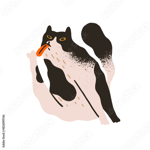 Funny cat licks itself in comic pose. Happy kitty is washing, cleaning its paws. Cute kitten cleans fur with tongue. Life of domestic animal, pet. Flat hand drawn isolated vector illustration on white