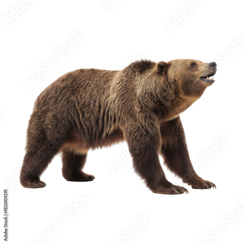 Wallpaper Mural Majestic Grizzly Bear Standing Proudly Against a Striking Black Background Isolated Torontodigital.ca