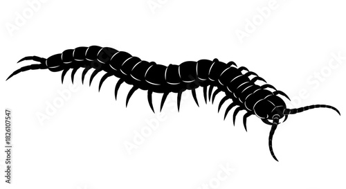 Striking Black Silhouette of a Centipede Insect Isolated on White Background