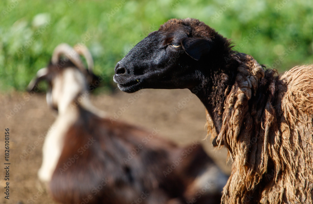 Fototapeta premium A black and brown sheep is standing in front of a goat